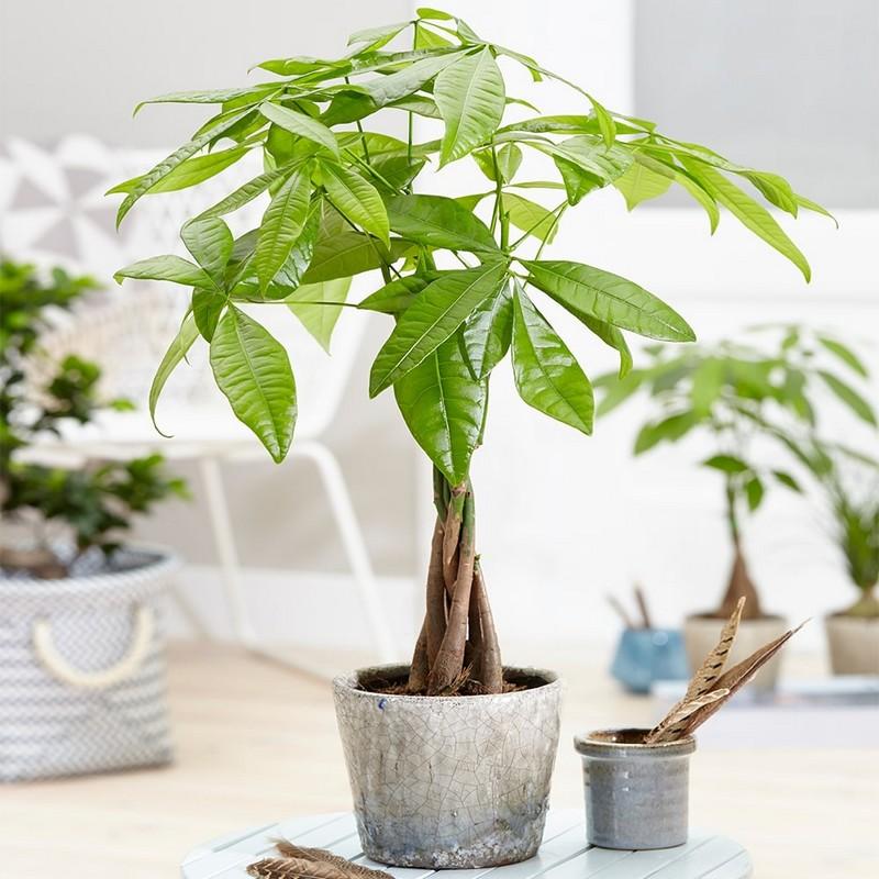 Nhiều loại cây hoa trồng trước nhà được lựa chọn cẩn thận dựa trên yếu tố phong thủy, mang đến may mắn, tài lộc và sự bình yên cho gia chủ